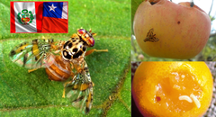 Chile acusa a Perú de permitir el paso de camiones contaminados con mosca de la fruta y exige medidas urgentes