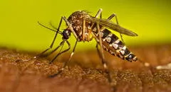 Científicos de EEUU crean una IA que identifica a los mosquitos transmisores del dengue y la malaria