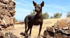 El largo viaje del perro: arqueólogos argentinos rastrean su llegada a Sudamérica con los primeros agricultores