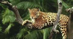 El felino con la mordida más mortal del planeta habita en Latinoamérica y ha sido venerado desde tiempos ancestrales
