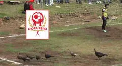 Aves interrumpen pleno partido de Copa Perú y generan caos en el campo de juego: ''Pavos para navidad''