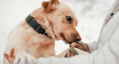 Científicos confirman que los perros pueden oler el Parkinson antes que aparezcan los síntomas y con 98% de precisión