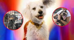 ¡Enamoró a todos! La aparición de 'Krypto' en Superman aumenta la intención de adopción de perros en Estados Unidos
