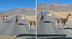 Conductor peruano se encuentra con 'piquete' de llamas en plena carretera y no puede avanzar: “Noo, la policía, nooo"