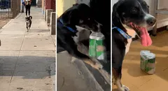 Perrito se vuelve la envidia en redes sociales por saber cómo comprar cervezas: "Me urge uno así"