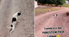 Astuto perrito finge estar lastimado, pero se aleja y camina normal: "Ni mi ex me engañó tanto"