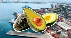 Este es el país de Sudamérica que rompe récord mundial de exportación de palta en lo que va del 2025