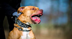 Muere un niño de 7 años en brutal ataque de 9 perros pitbulls mientras abuela intentaba defenderlo: sacrificaron a caninos en Alabama