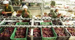 Exportaciones de frutas peruanas suman más de US$2.300 millones por alta demanda de uvas, paltas y mangos