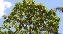 ¿Qué beneficios tiene la quina? El Minsa revela el poder medicinal de este árbol emblemático del Perú
