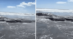 Impactantes imágenes muestran ballenas varadas en Japón tras devastador terremoto de magnitud 8.8 en Rusia