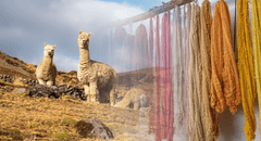 Exportaciones de fibra de alpaca crecieron 9,1% y ya suman US$88 millones: China, Italia y EE.UU. lideran demanda