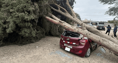 Tormenta de arena en Ica: automóvil es destrozado tras caída de enorme árbol por fuertes vientos