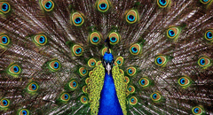 Científicos descubren que los pavos reales pueden disparar luces láser desde las plumas de sus colas