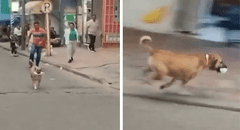 ¡El ladrón más adorable! Perrito roba comida a una joven y lo apodan 'el roba carne': "Por fortuna, nadie resultó herido"