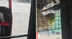 Mototaxista peruano es captado llevando a su loro de copiloto: "Mejor eso que dejarlo solo en casa"