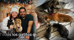 Pareja comparte su 'problema gatuno' y se ganan el corazón de los usuarios: "Ya conocí la envidia"