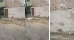 Perrito trepa pared de su casa al ver que nadie le abre la puerta: "En su vida anterior fue gato"