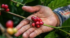 Starbucks Perú lanza la 4.ª edición de “Todos Somos Café” para apoyar a caficultores en Tingo María