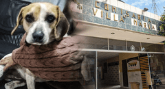 Piden justicia para perrita que fue víctima de violación sexual por hombre en Villa María del Triunfo