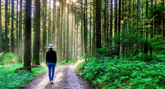Científicos descubren que estar 20 minutos en el bosque contribuye a la reducción del estrés y al bienestar psicológico