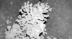 Un 'coral' de miles de millones de años fue encontrado en Marte por el rover Curiosity de la NASA