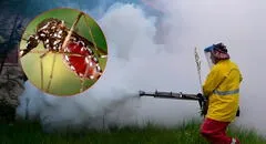 China enfrenta su mayor brote de chikunguña: más de 7.000 contagios en Foshan que combaten con drones, multas y control biológico