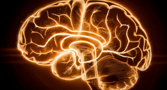 Científicos logran transmitir luz a través del cerebro humano: un paso importante hacia nuevos diagnósticos neurológicos
