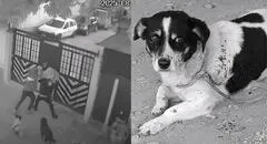 Héroe de cuatro patas: perro impide asesinato y salva a joven en Colombia