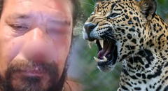 Hombre sufre ataque feroz de un jaguar por salvar a sus perros en Brasil: las mascotas murieron