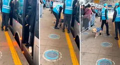 Trabajadores del Metropolitano sacan a perrita que se metió a bus y en redes bromean "No pagó su pasaje"