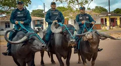 Fuerza policial en Brasil utiliza búfalos de agua de casi mil kilogramos para patrullar pantanos y ríos en una isla