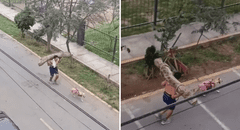 Hombre entrena cargando un tronco en su espalda mientras su perro lo jala y comentarios en TikTok estallan: “Está entrenando para semana santa”