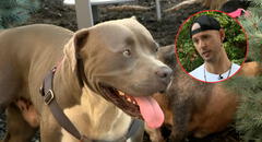 Pitbull héroe guía a un hombre hasta sus dueños inconscientes y les salva la vida en EEUU: “Un perro que los quiere mucho”