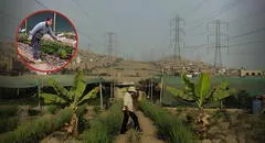 Peruana transformó basural de SJM en un huerto y hoy triunfa con emprendimiento de plantas medicinales: "Nadie apostaba por esto"