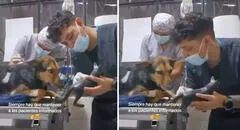 Veterinario explica a perrito en qué consiste la operación que le hará y video conmueve a las redes
