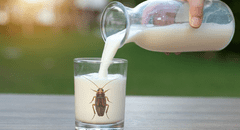 Científicos advierten que la 'leche de cucaracha' podría ser uno de los alimentos más codiciados en el futuro