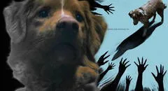 La inquietante película de terror narrada desde la mirada de un perro que busca salvar a su dueño de una presencia fantasmal