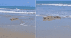 Cocodrilo gigante es captado en playa de Tumbes y causa pánico en los residentes de la zona