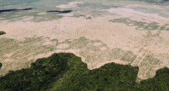 Científicos revelan el tiempo que le quedaría a la selva amazónica para convertirse en pastizales secos