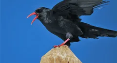 El increíble regreso de un ave considerada extinta a Kent, Inglaterra: la especie vuelve tras 200 años de ausencia