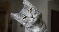 Estudio científico revela que los gatos sí entienden tus órdenes y detectan si les hablas con cariño, aun así suelen ignorarlas