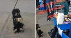 Perrito conmueve al ‘suplicar’ por un poquito de comida a ambulante: "Una bañadita y me lo llevo"