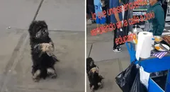 Perrito conmueve al ‘suplicar’ por un poquito de comida a ambulante: "Una bañadita y me lo llevo"