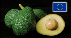 Palta peruana bajo lupa en la Unión Europea y Chile: detectan alto niveles de cadmio en exportaciones del "oro verde"