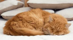 Los científicos ya saben por qué la mayoría de los gatos suelen dormir del lado izquierdo