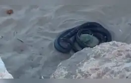 YouTube viral: misteriosas criaturas negras surgen de enormes rocas y aterran a turistas [VIDEO]