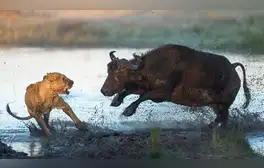 búfalo bebé huye de feroz leona para ser rescatado por sus padres y ocurre lo inesperado 5