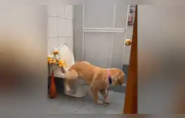 Facebook viral: perro ‘aprende’ a ocuparse en el baño y su dueño graba divertida escena