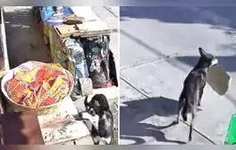 Miles de usuarios no han parado de reír con estas imágenes. Foto: composición LR/TikTok